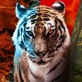 Animal Clash游戏安卓版