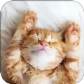 萌猫翻译神器app