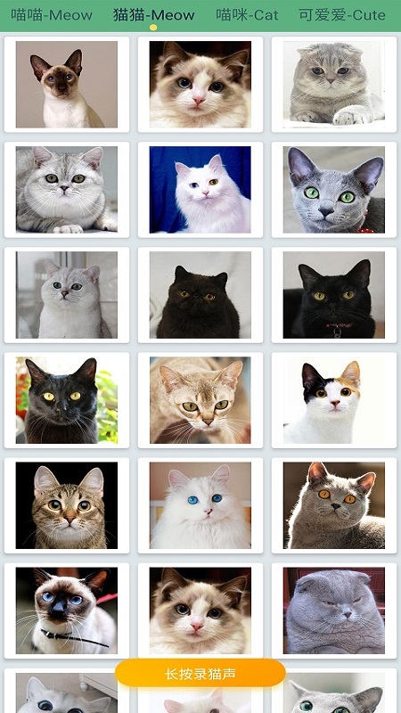 萌猫翻译神器app图3