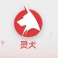 今日头条灵犬app