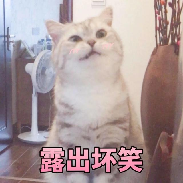 猫猫能有什么坏心眼是什么梗？猫猫能有什么坏心眼表情包图片1