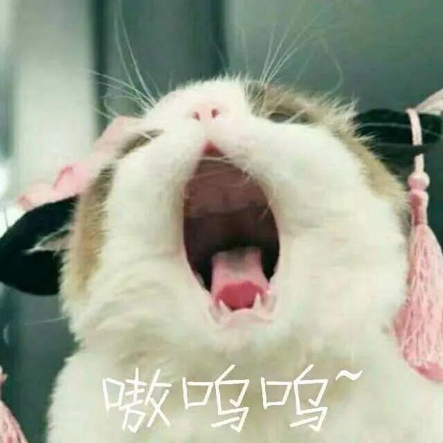 猫猫能有什么坏心眼是什么梗？猫猫能有什么坏心眼表情包图片3