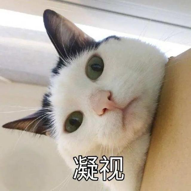 猫猫能有什么坏心眼是什么梗？猫猫能有什么坏心眼表情包图片2