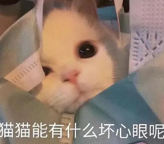 猫猫能有什么坏心眼是什么梗？猫猫能有什么坏心眼表情包图片4