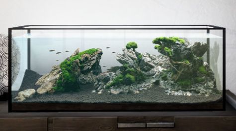 水族造景模拟器游戏图2