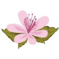 杜鹃网app官网版