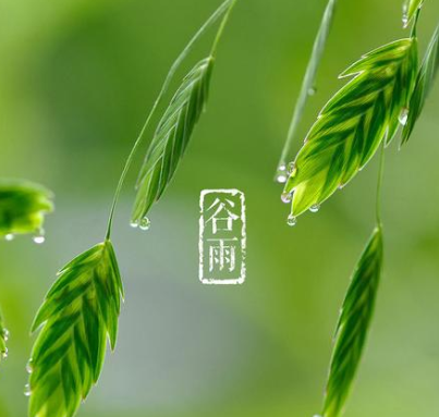 雨前茶的雨是节气谷雨还是春天的第一场雨 蚂蚁庄园今日答案雨前茶图片3