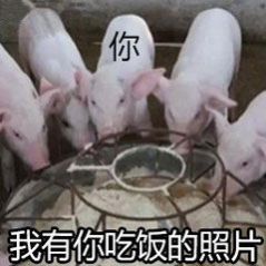 我有你洗澡的照片猪get表情包图3