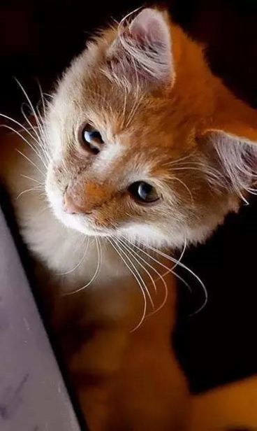 卡通小猫壁纸app图2