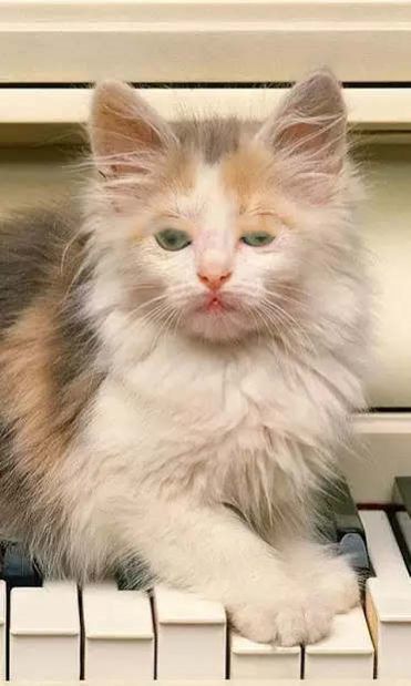 卡通小猫壁纸（Kittens Wallpapers）安卓版app图片1