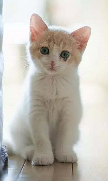 卡通小猫壁纸app图1