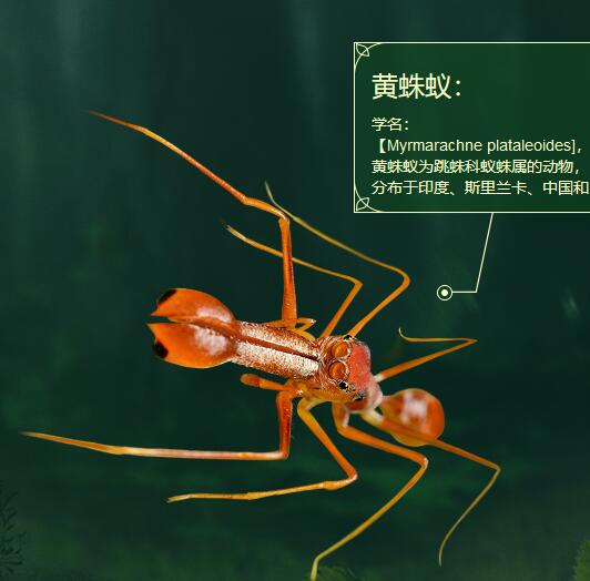 小小蚁国最强特化蚁搭配-小小蚁国最强特化蚁攻略图片1
