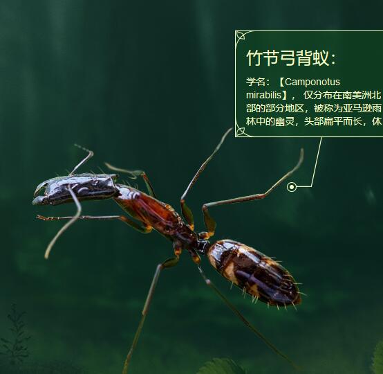 小小蚁国最强特化蚁搭配-小小蚁国最强特化蚁攻略图片2