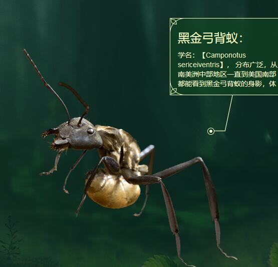小小蚁国最强特化蚁搭配-小小蚁国最强特化蚁攻略图片6